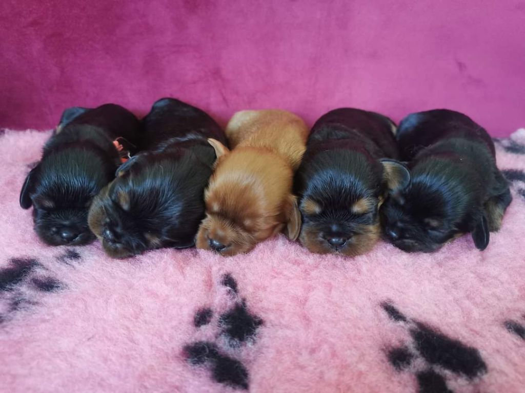 chiot Cavalier King Charles Spaniel de Pink'Paradise