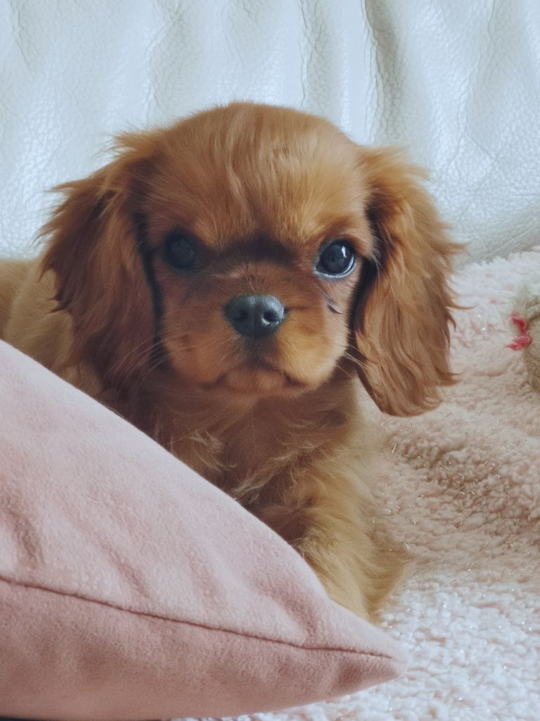 de Pink'Paradise - Chiot disponible  - Cavalier King Charles Spaniel