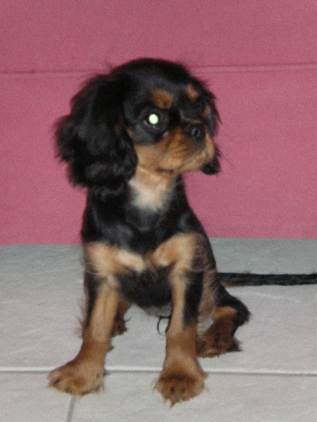 Dancing Queen de Pink'Paradise