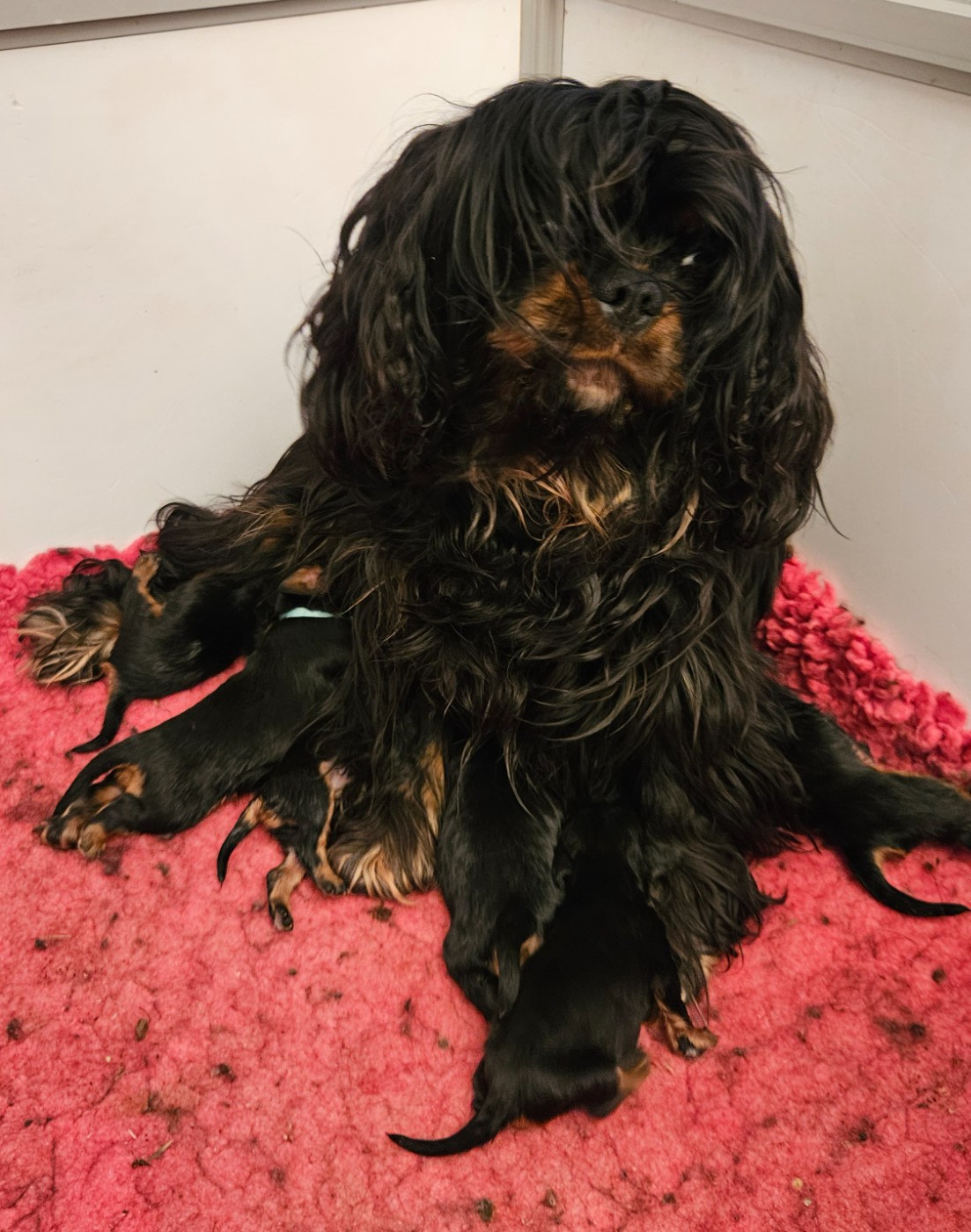 Chiot Cavalier King Charles Spaniel de Pink'Paradise