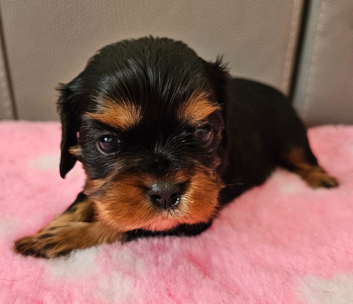 de Pink'Paradise - Chiots disponibles - Cavalier King Charles Spaniel