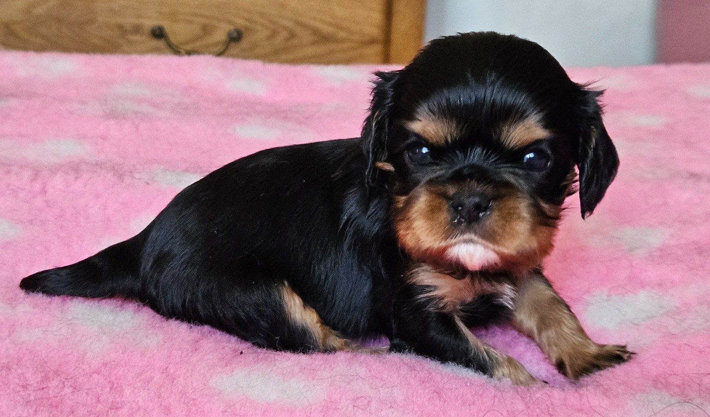 de Pink'Paradise - Chiots disponibles - Cavalier King Charles Spaniel