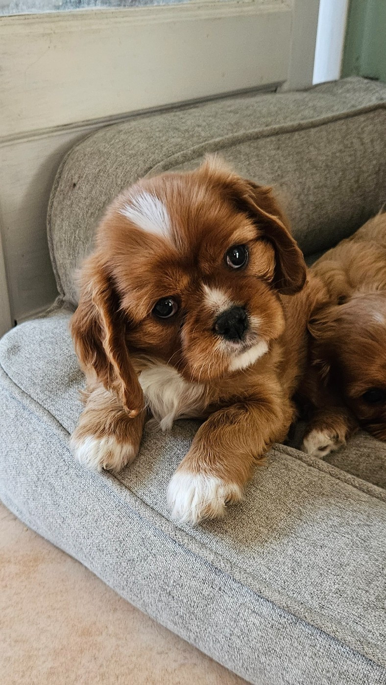 de Pink'Paradise - Chiots disponibles - Cavalier King Charles Spaniel