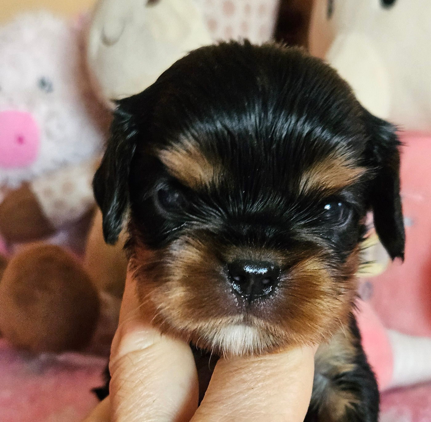 de Pink'Paradise - Chiots disponibles - Cavalier King Charles Spaniel