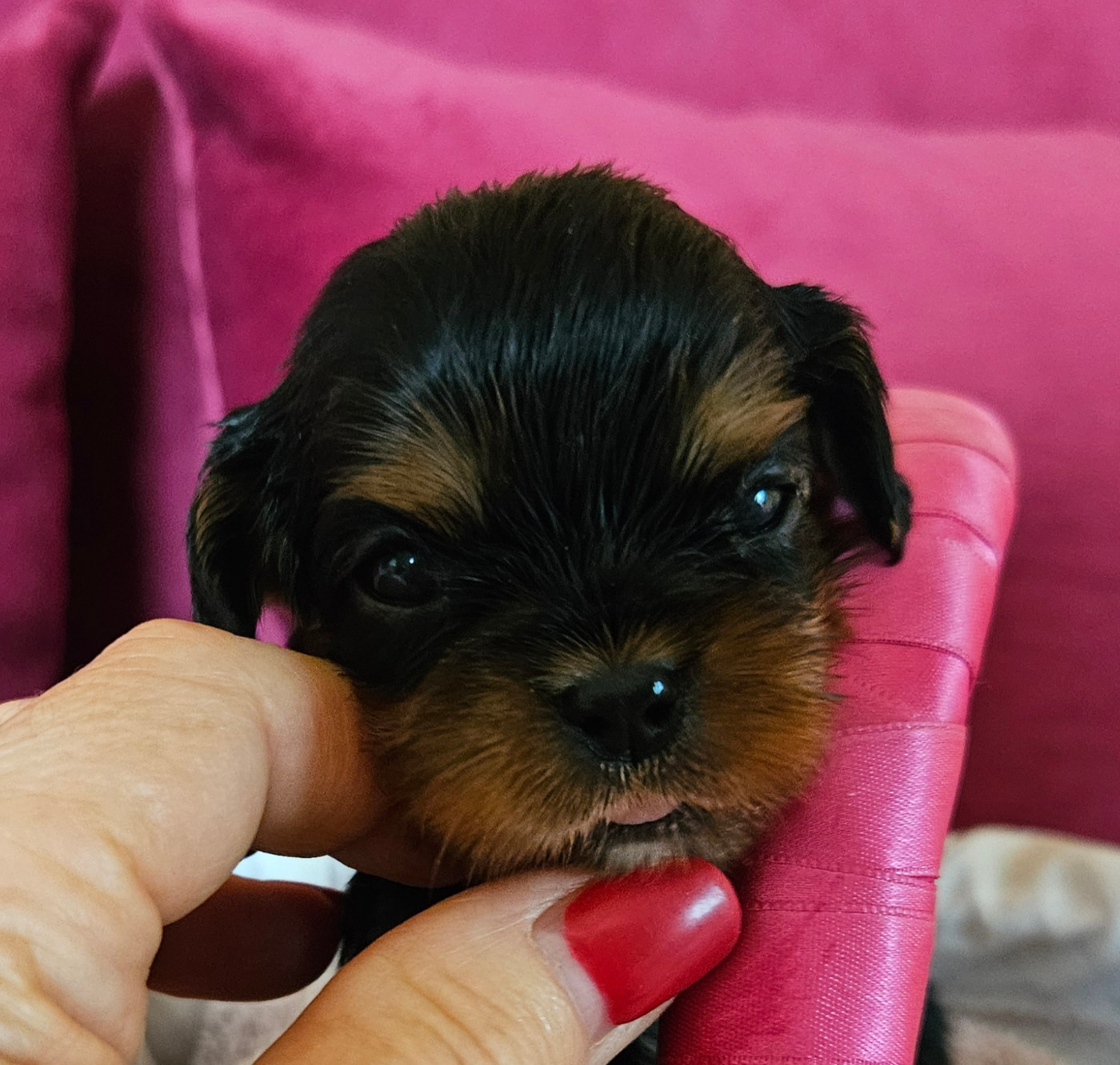 de Pink'Paradise - Chiots disponibles - Cavalier King Charles Spaniel