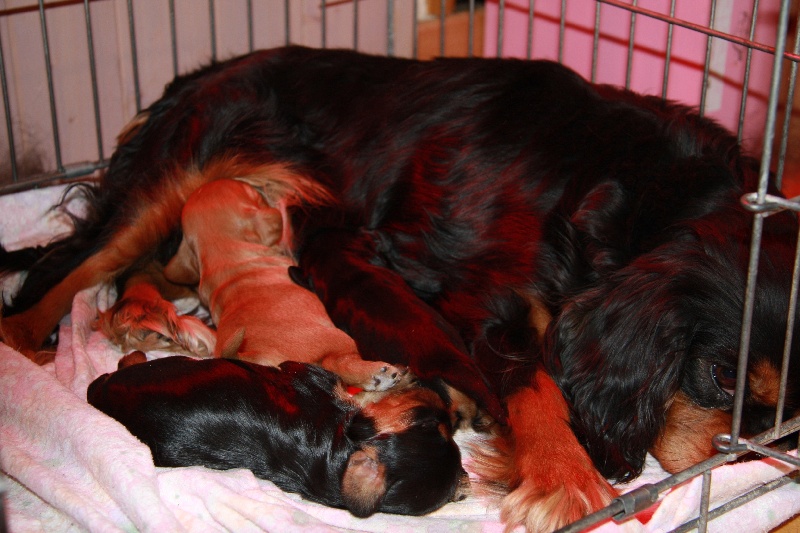 de Pink'Paradise - Cavalier King Charles Spaniel - Portée née le 15/06/2009