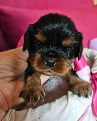 Chiot N°1