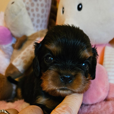 Chiot N°4