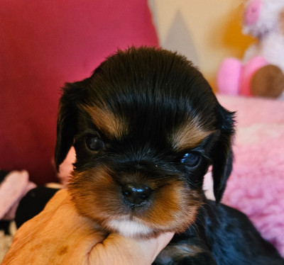 Chiot N°5