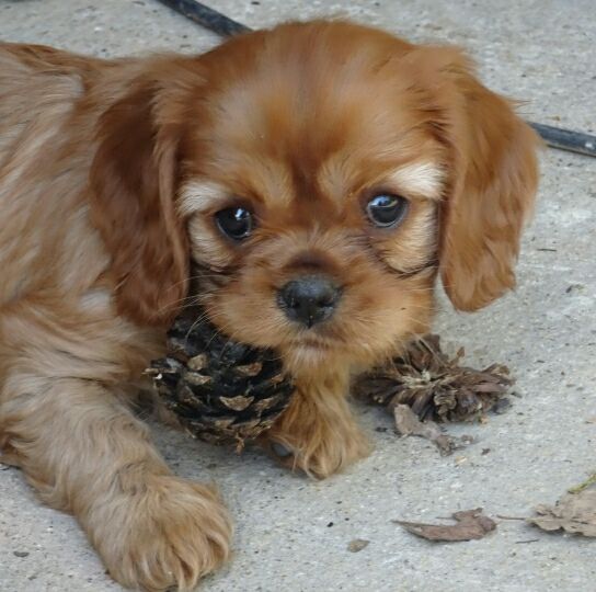 de Pink'Paradise - Cavalier King Charles Spaniel - Portée née le 13/02/2017