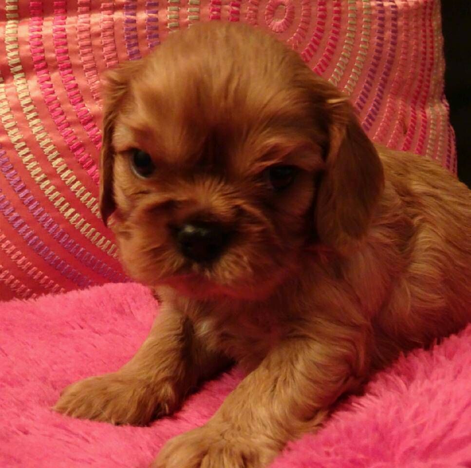 de Pink'Paradise - Cavalier King Charles Spaniel - Portée née le 12/12/2017